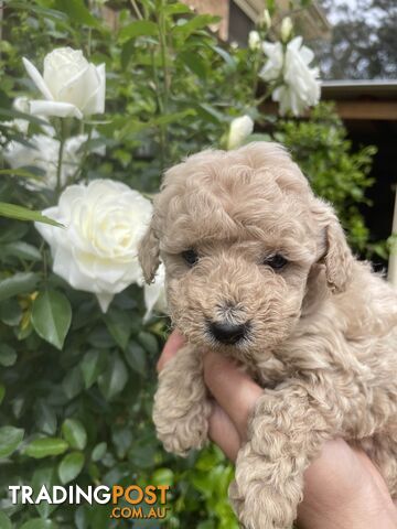 Pure Breed Toy poodles