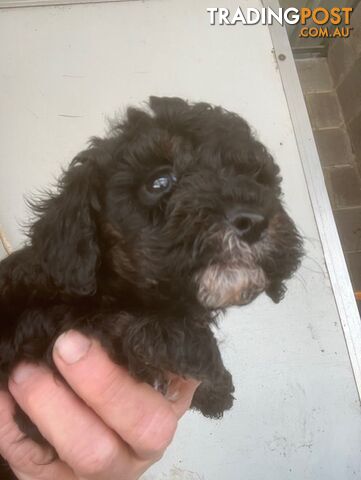 cavoodle male pup dna clear registered breeder