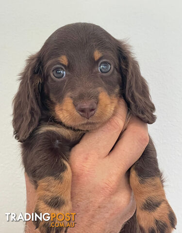 Beautiful Miniature Dachshund puppies for sale