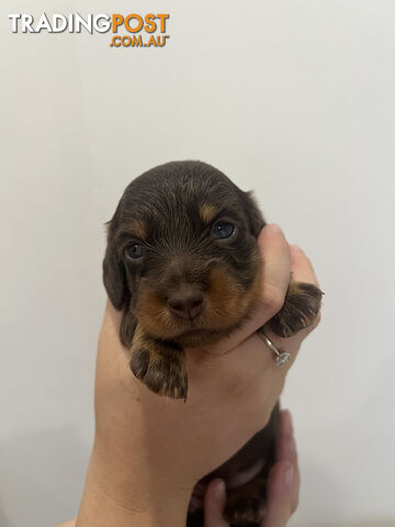 Beautiful Miniature Dachshund puppies for sale