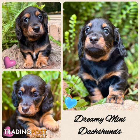 Miniature Dachshund purebred long haired puppies