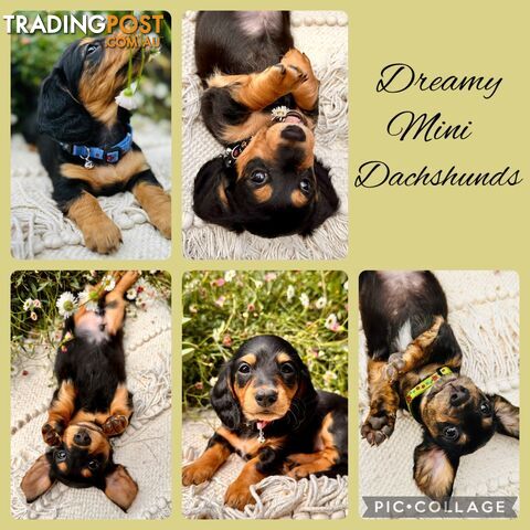 Miniature Dachshund long haired puppies