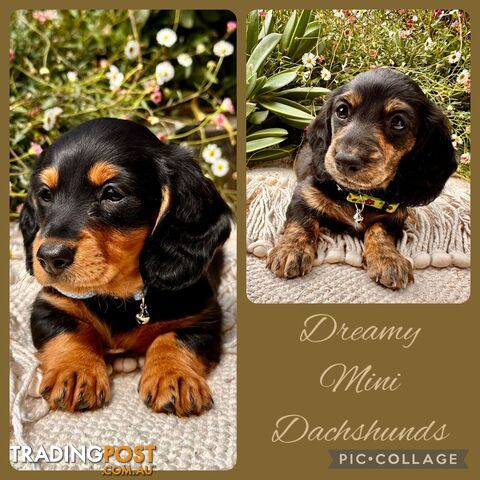 Miniature Dachshund long haired puppies