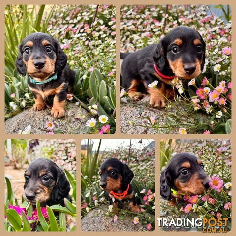 Miniature Dachshund long haired puppies