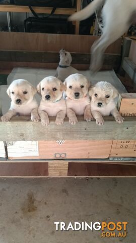 Purebred Labrador puppies
