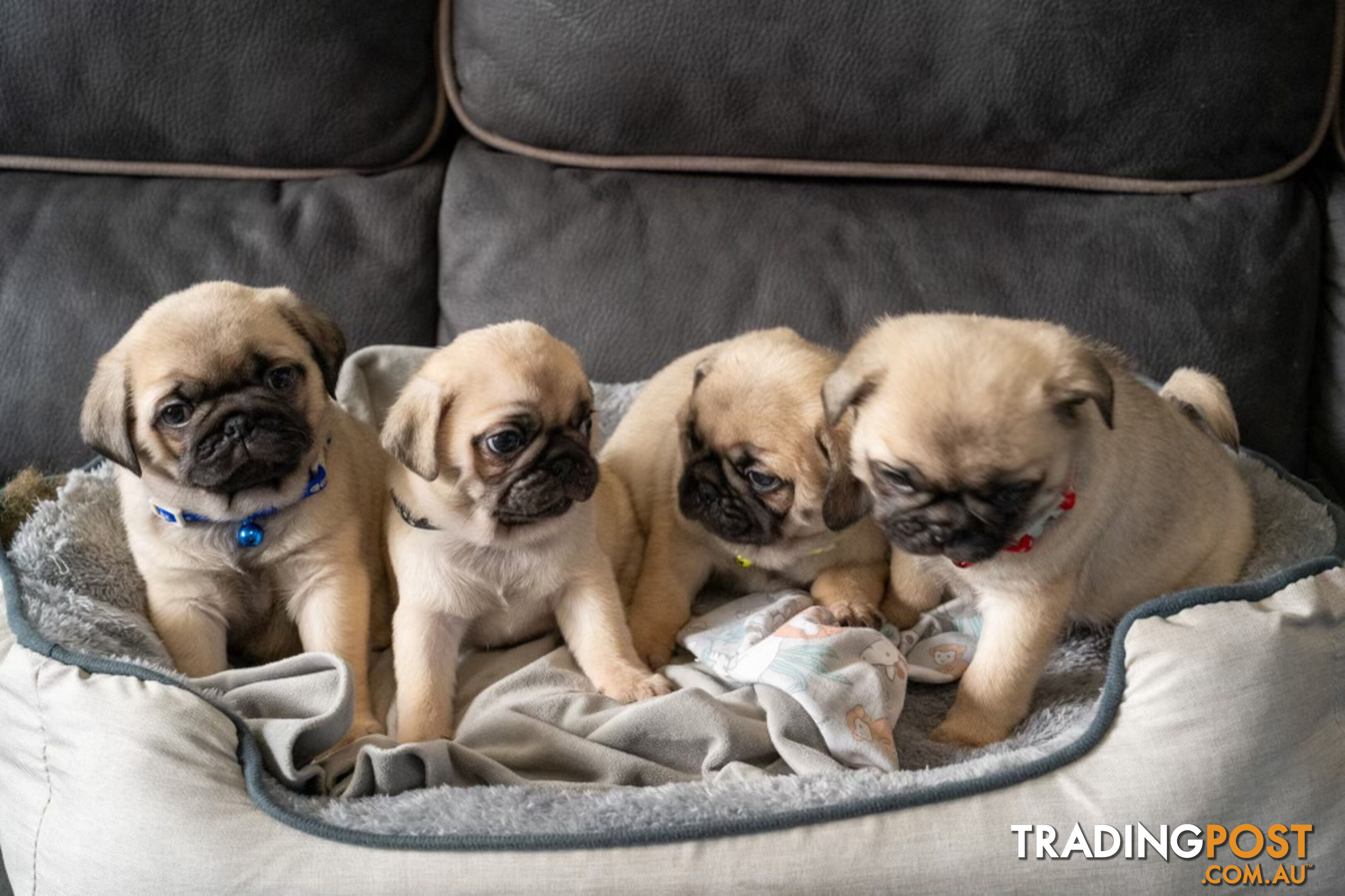 PURE BRED PUG PUPPIES/ TWO LEFT