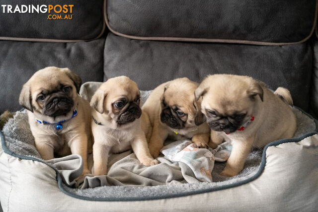 PURE BRED PUG PUPPIES/ TWO LEFT