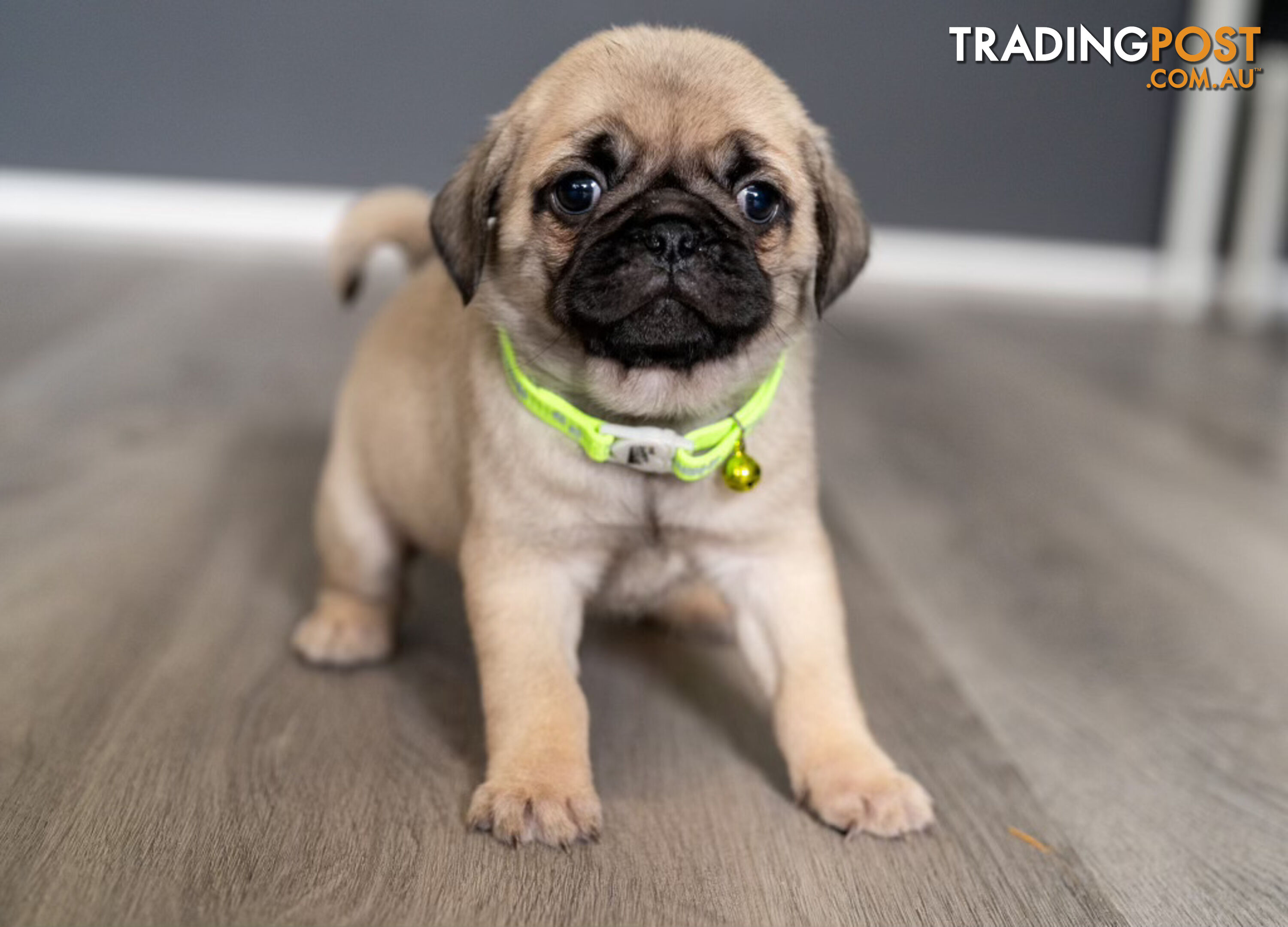 PURE BRED PUG PUPPIES/ TWO LEFT