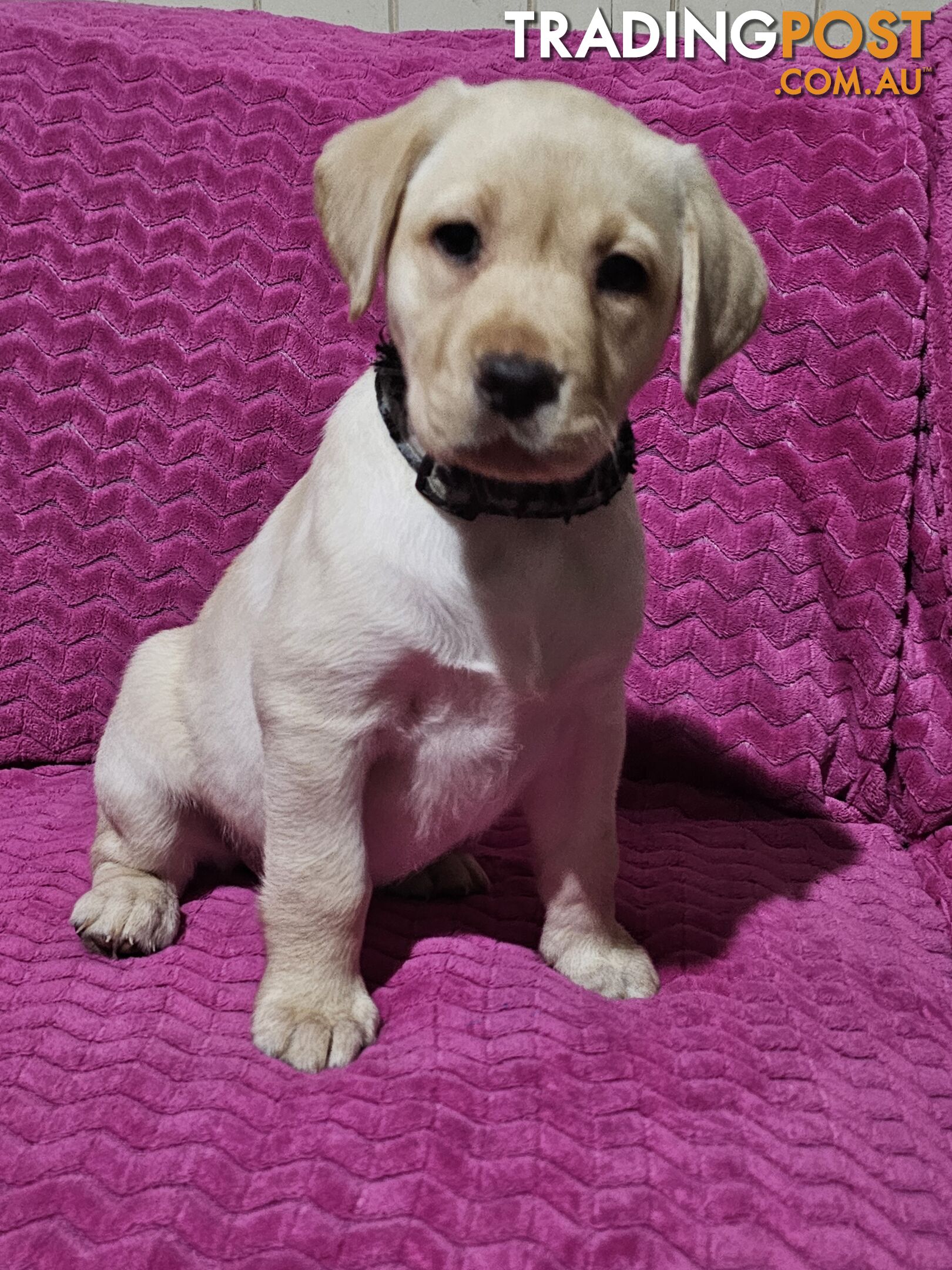 Purebred Labrador puppies, 9 weeks old.