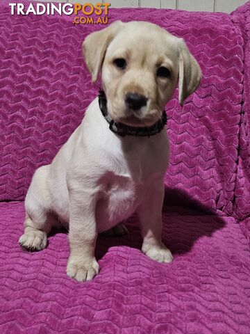 Labrador puppies.