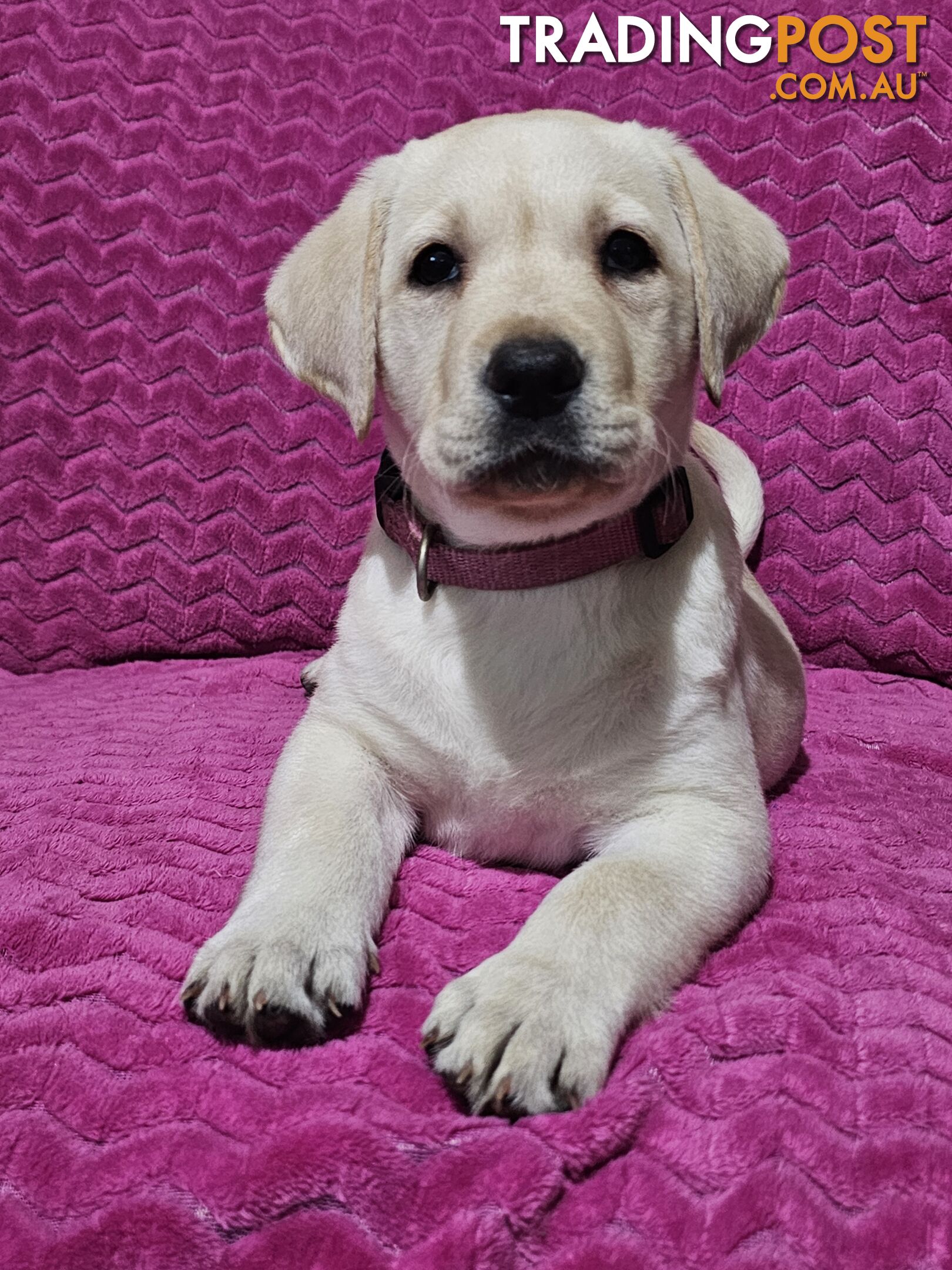 Purebred Labrador puppies, 9 weeks old.