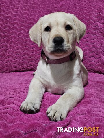 Labrador puppies, 8 weeks old.