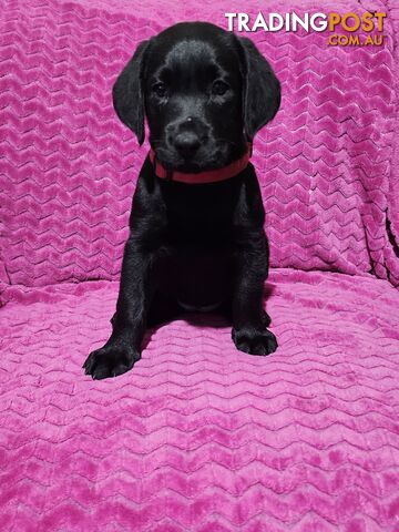 Labrador puppies.