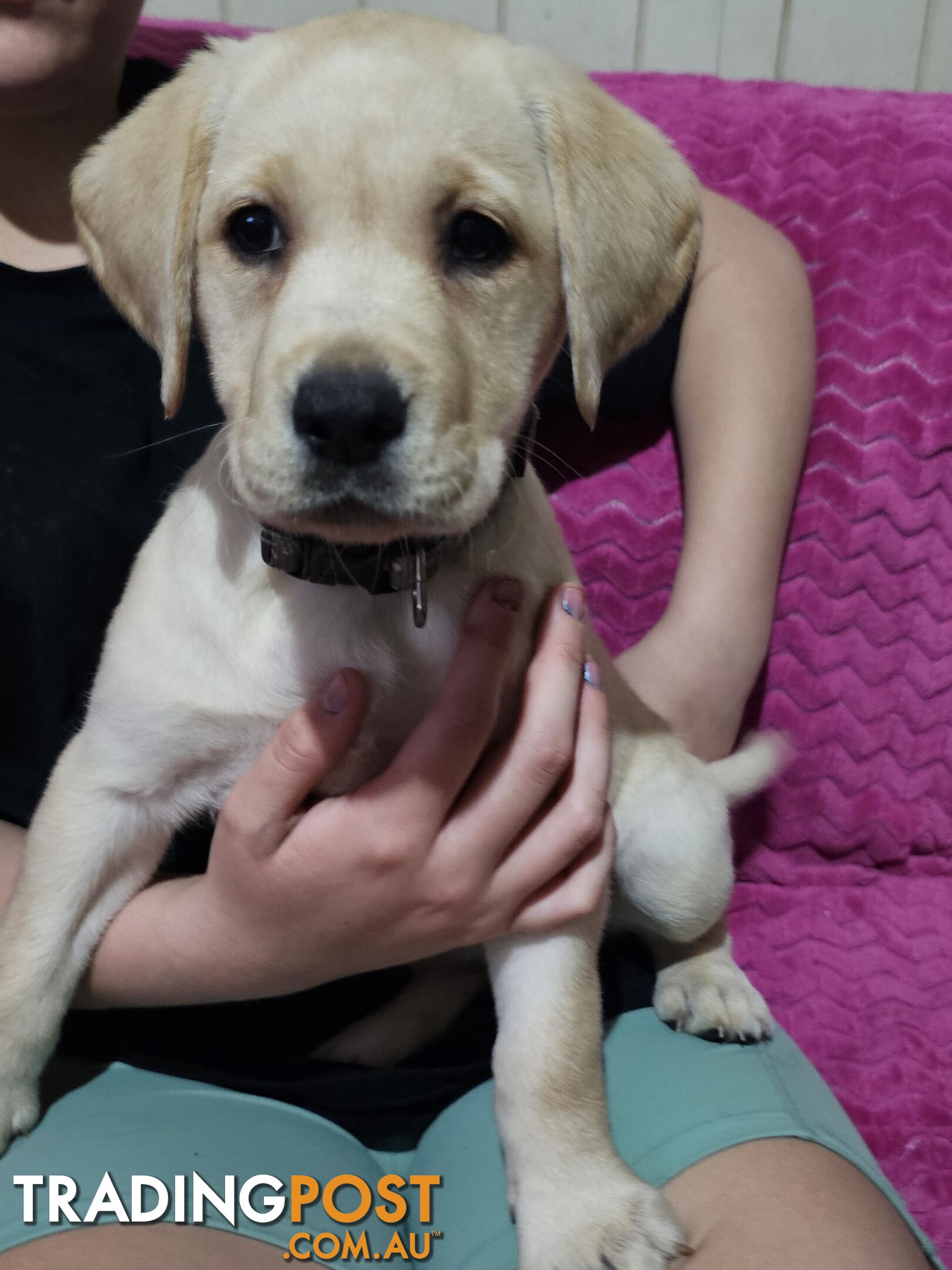 Purebred Labrador puppies, 9 weeks old.