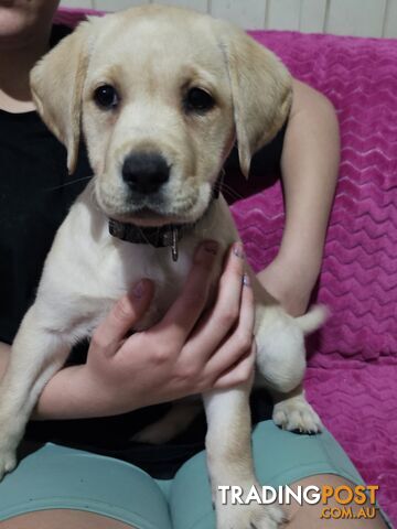 Purebred Labrador puppies, 9 weeks old.