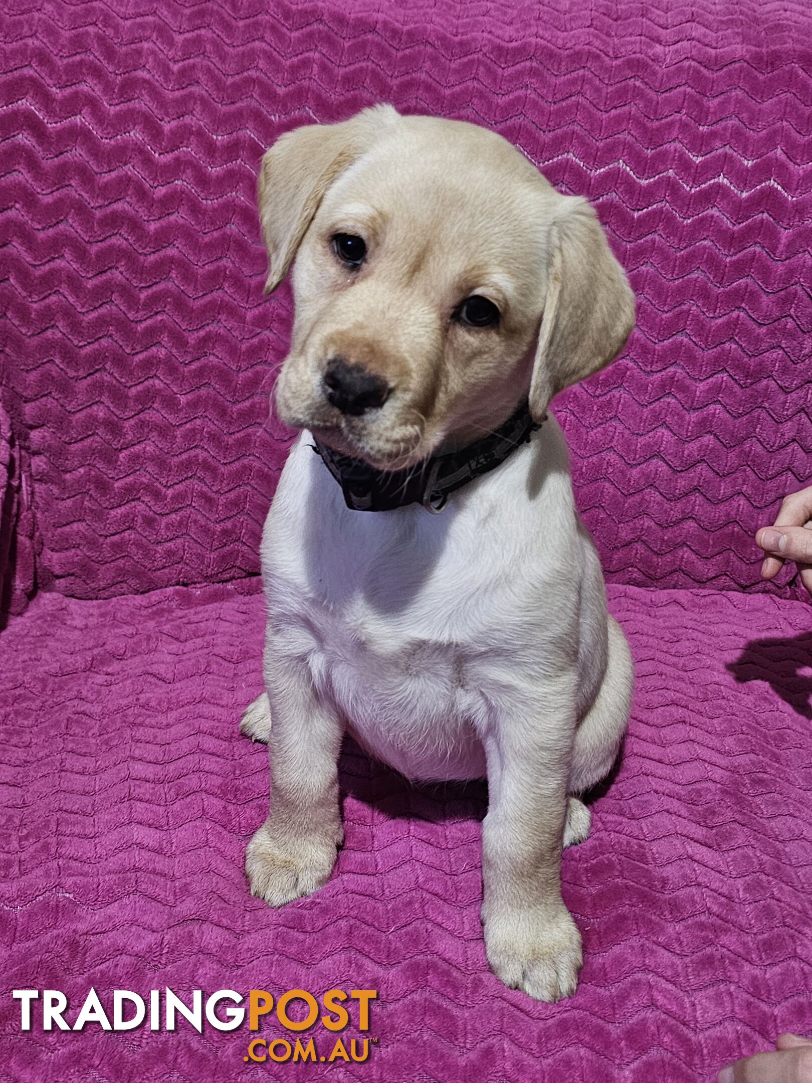 Purebred Labrador puppies, 9 weeks old.