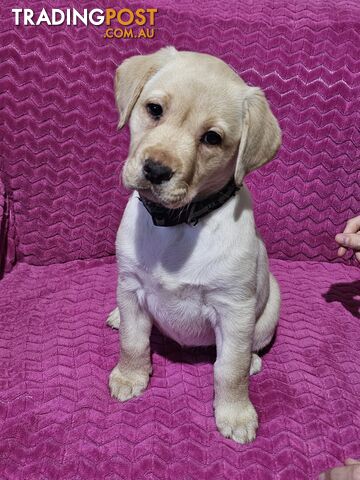 Labrador puppies.