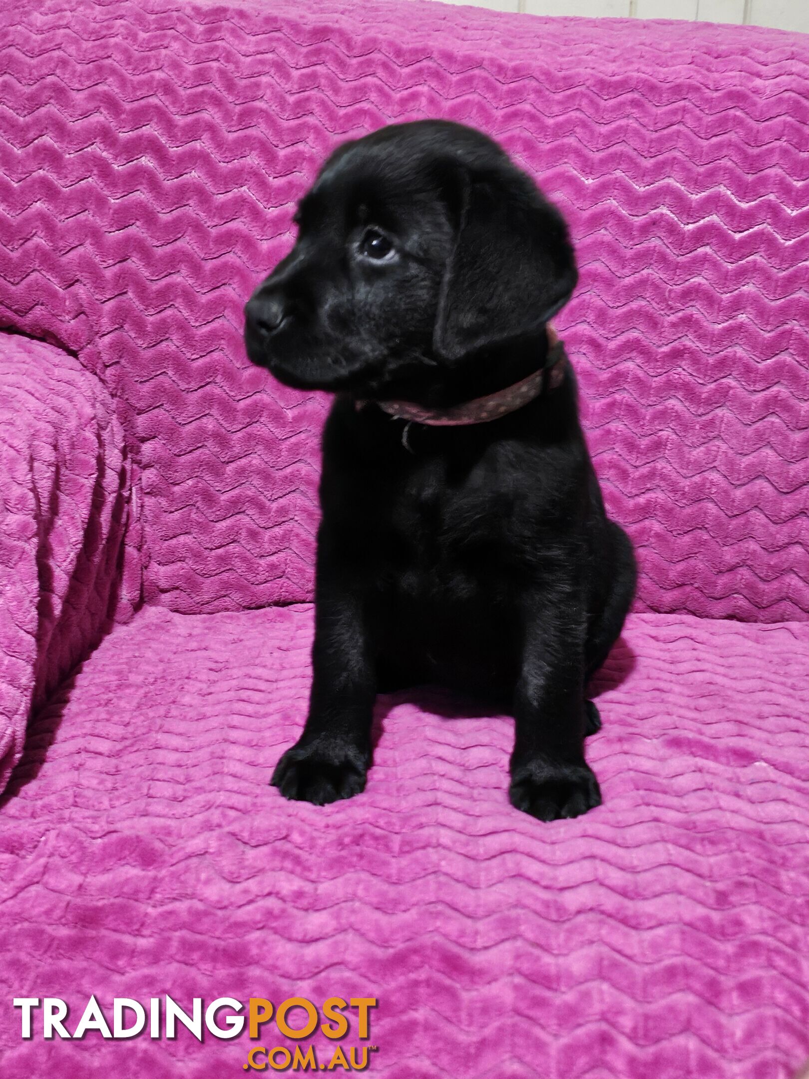 Purebred Labrador puppies, 9 weeks old.