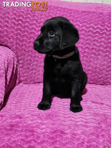 Labrador puppies.