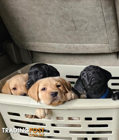 Labrador puppies.