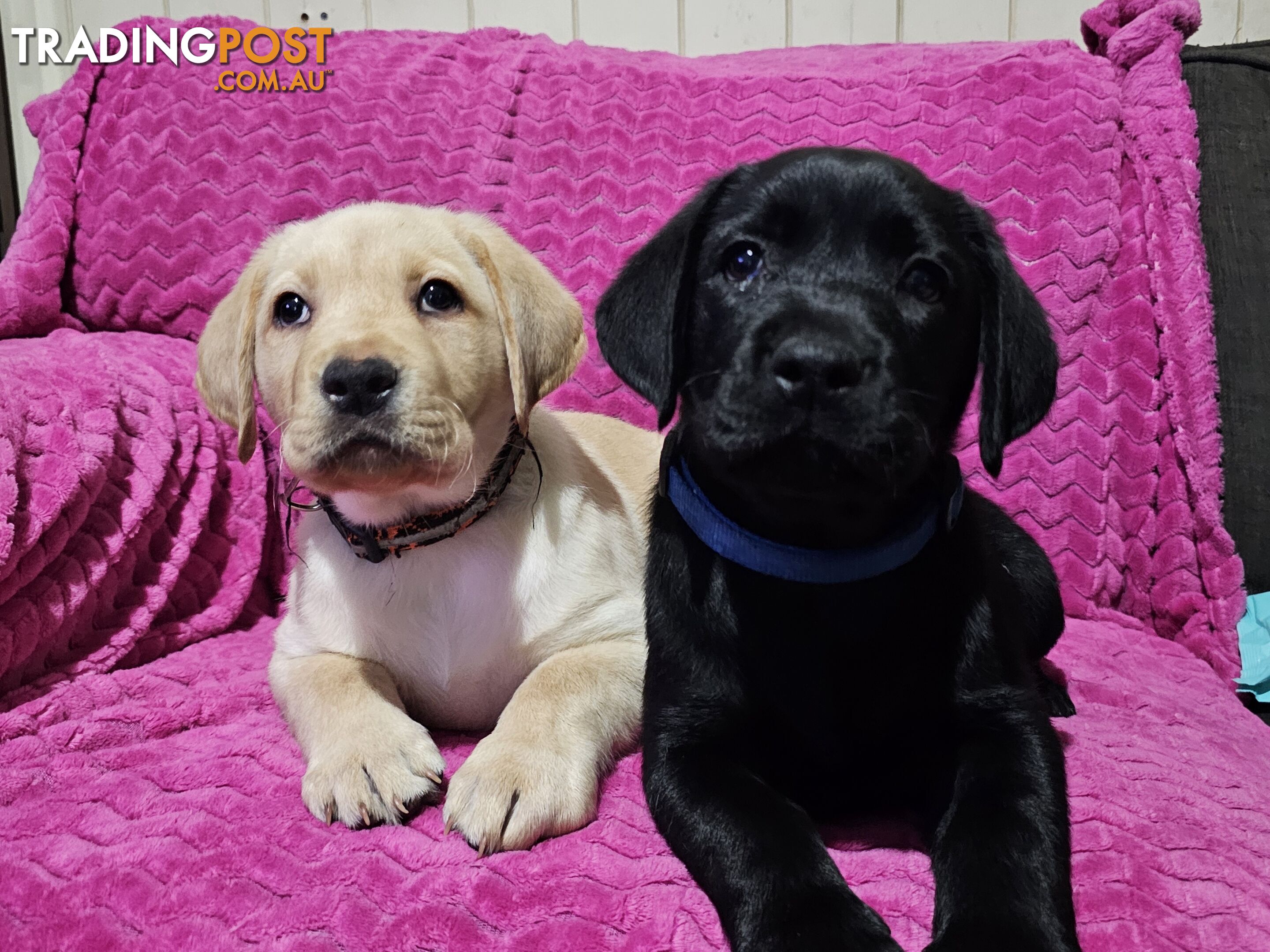 Purebred Labrador puppies, 9 weeks old.