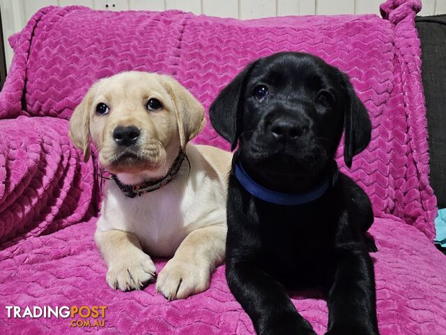 Labrador puppies.