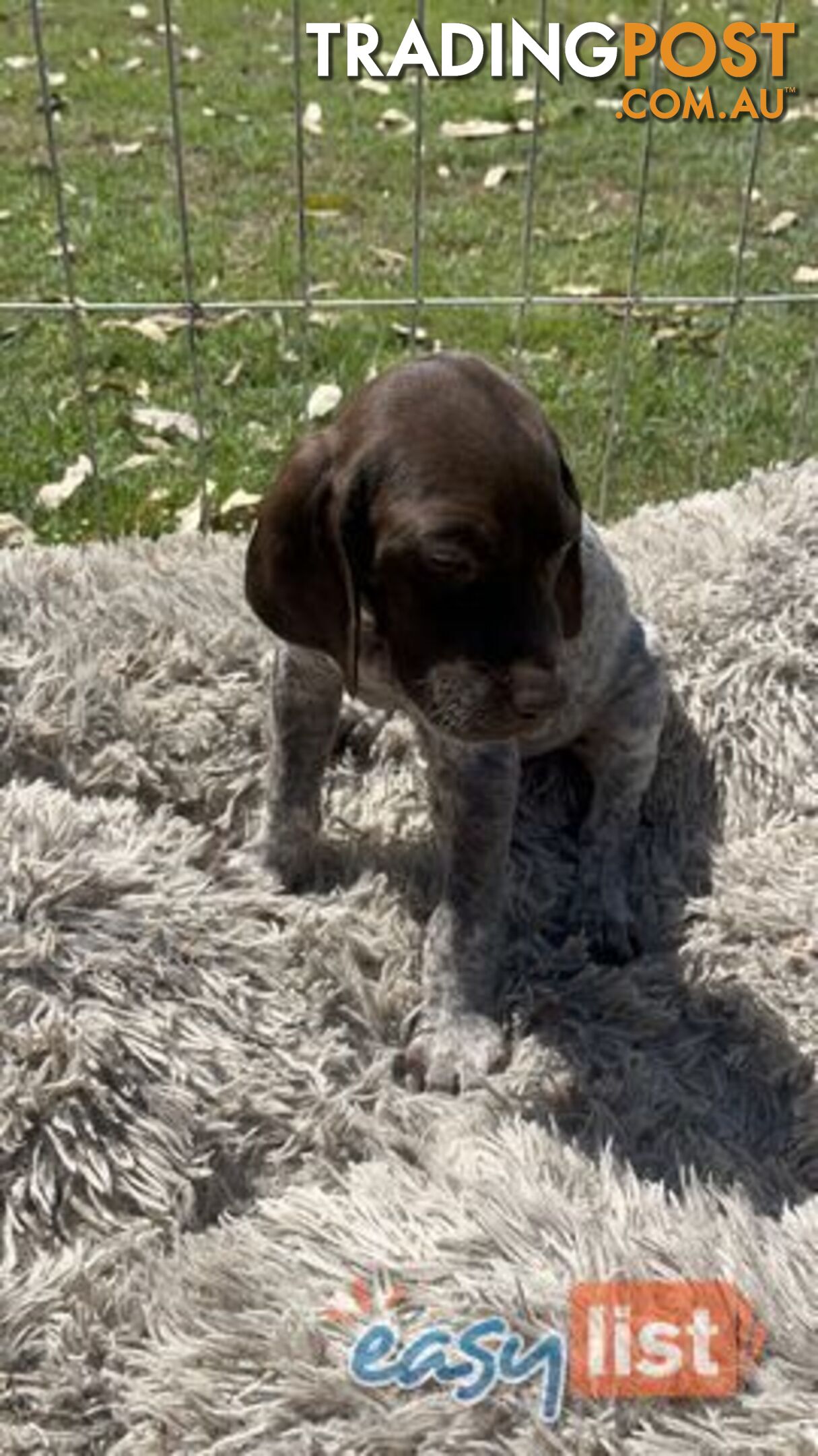 Registered German Shorthaired Pointer Puppies