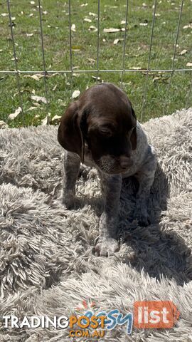 Registered German Shorthaired Pointer Puppies