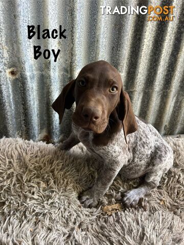 Registered German Shorthaired Pointer Puppies