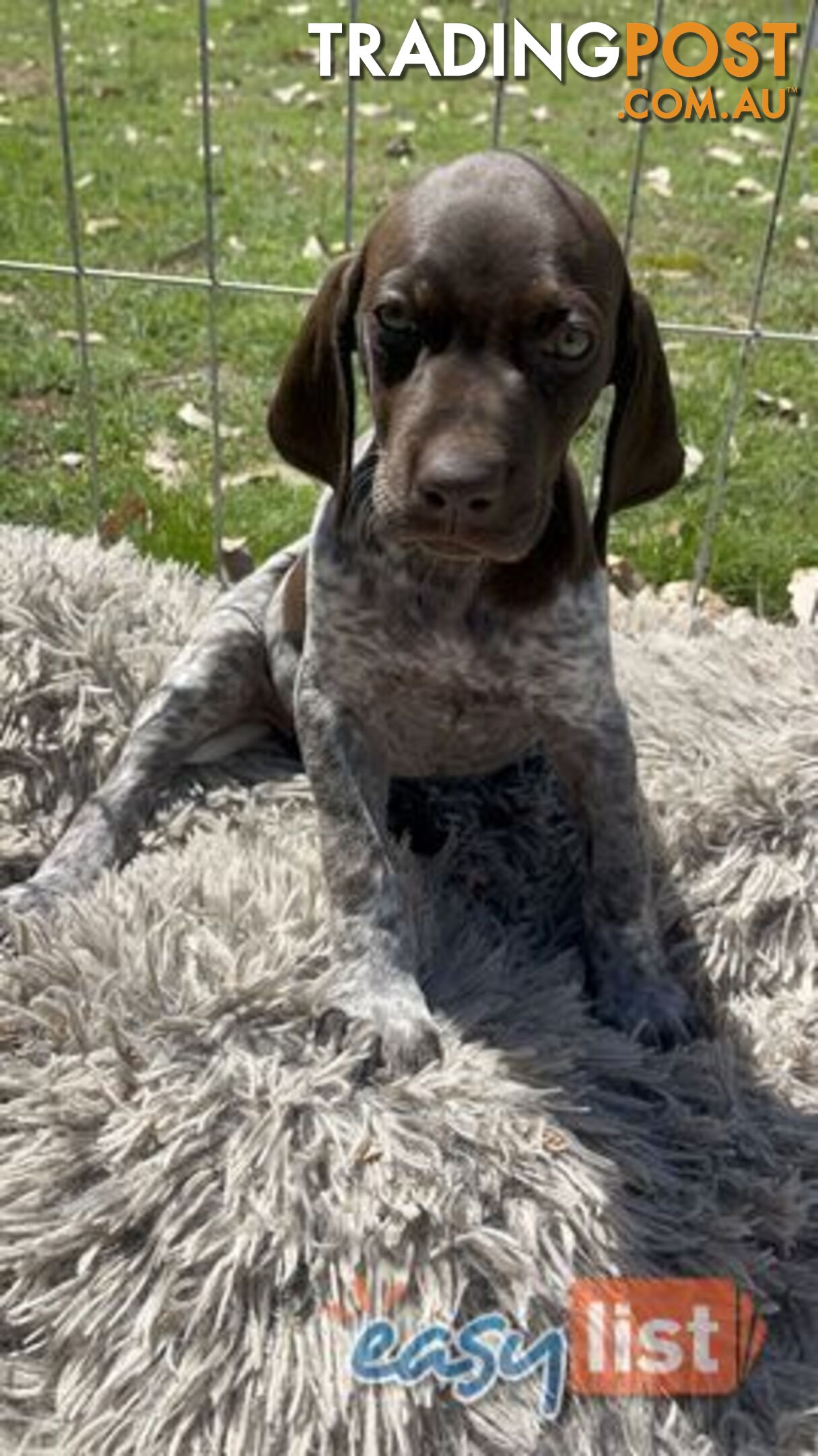 Registered German Shorthaired Pointer Puppies