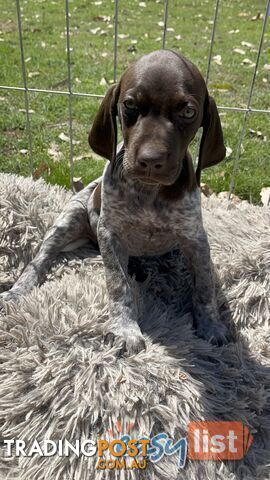 Registered German Shorthaired Pointer Puppies