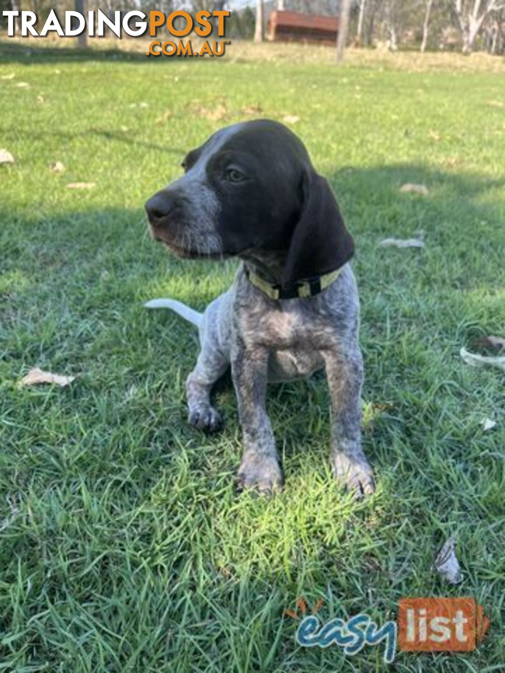 Registered German Shorthaired Pointer Puppies