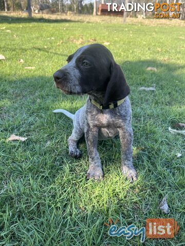 Registered German Shorthaired Pointer Puppies