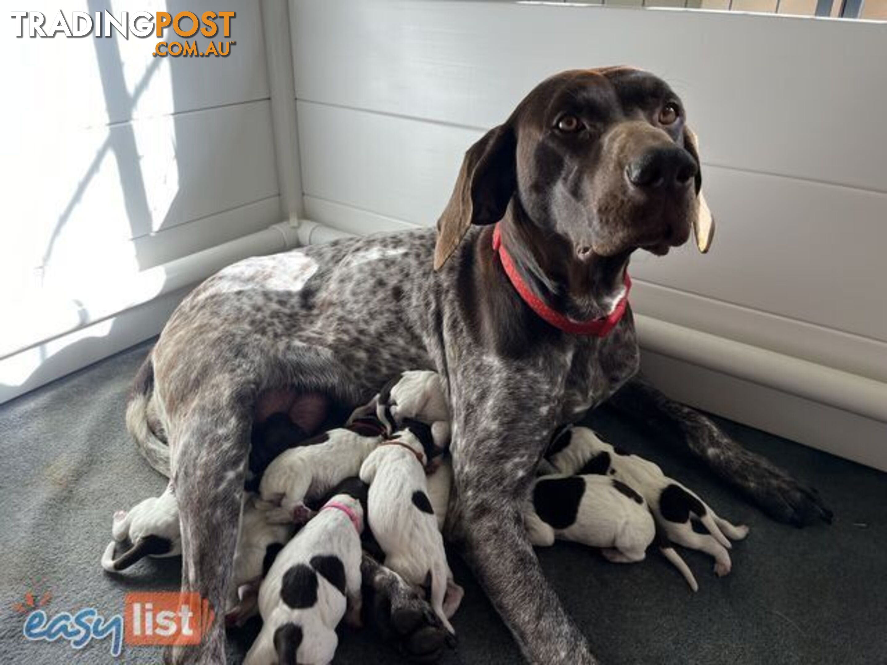 Registered German Shorthaired Pointer Puppies