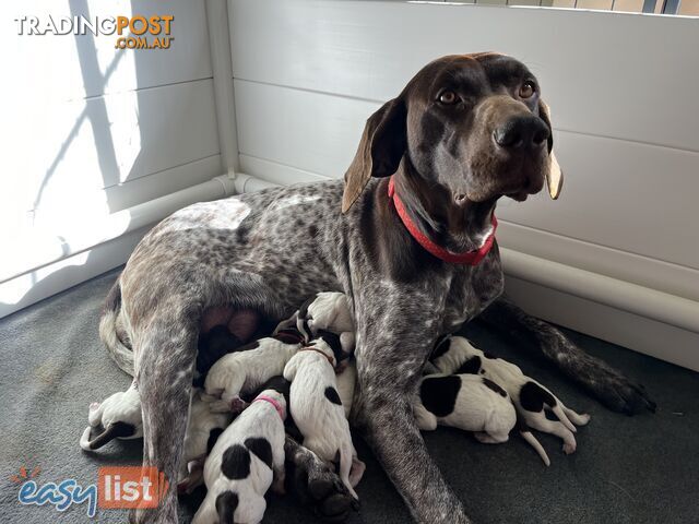 Registered German Shorthaired Pointer Puppies