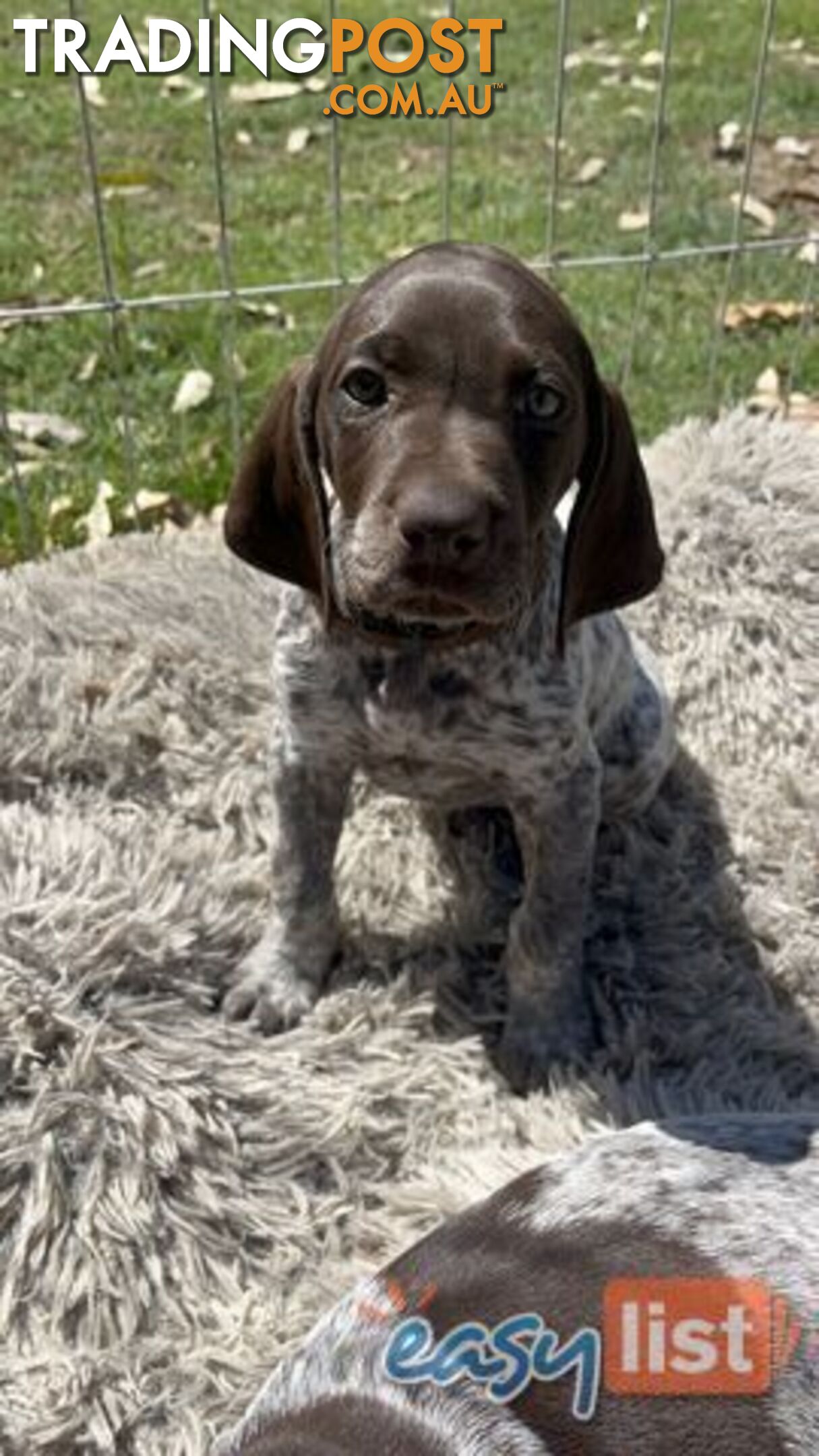 Registered German Shorthaired Pointer Puppies