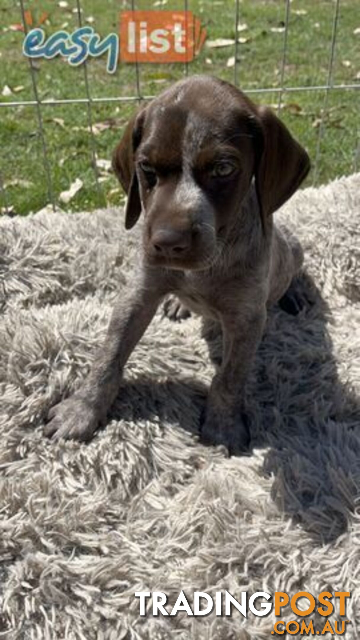 Registered German Shorthaired Pointer Puppies