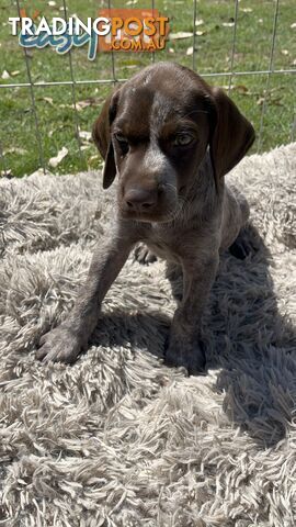 Registered German Shorthaired Pointer Puppies