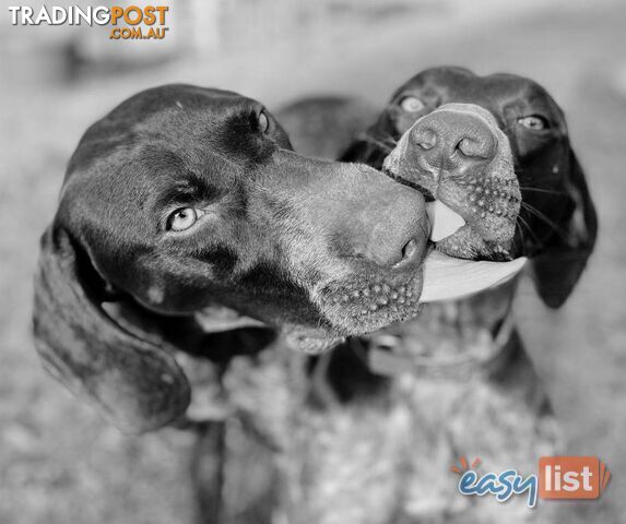 Registered German Shorthaired Pointer Puppies