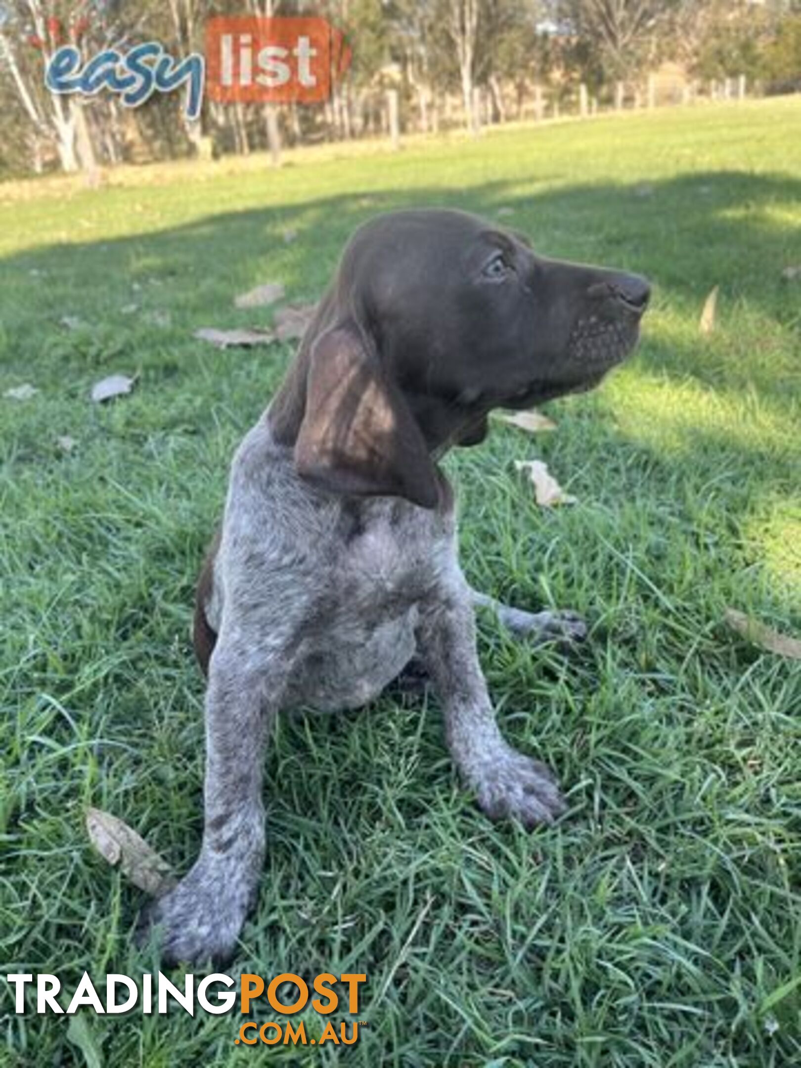 Registered German Shorthaired Pointer Puppies