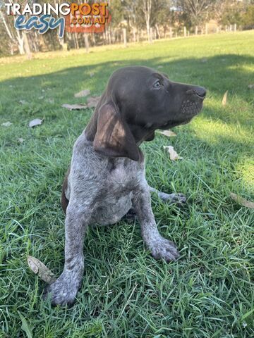 Registered German Shorthaired Pointer Puppies