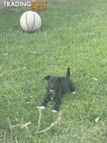 Chipoo female and male