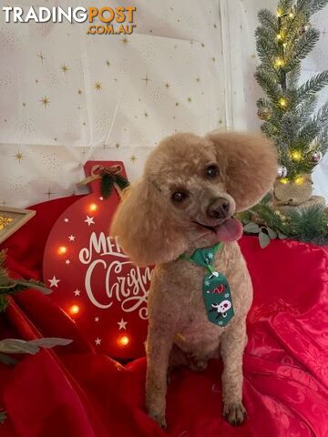 STUD TOY POODLES, PEDIGREE, DNA CLEAR, NOT FOR SALE