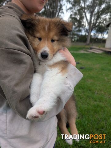 Pure Bred Rough Collie Lassie Puppies