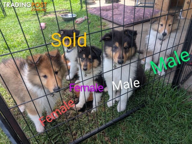 Pure Bred Rough Collie Lassie Puppies