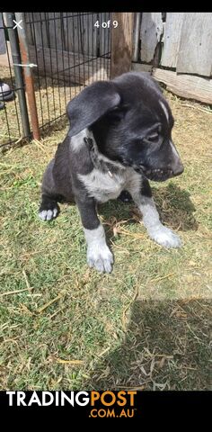 Australian kelpie x German shephard puppies