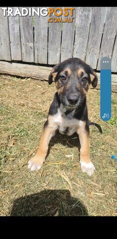 Australian kelpie x German shephard puppies