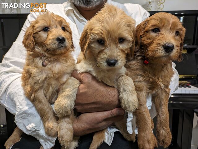 F1B labradoodle Puppies for sale in Victoria
