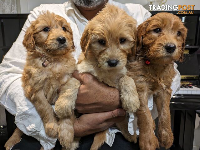 F1B labradoodle Puppies for sale in Victoria