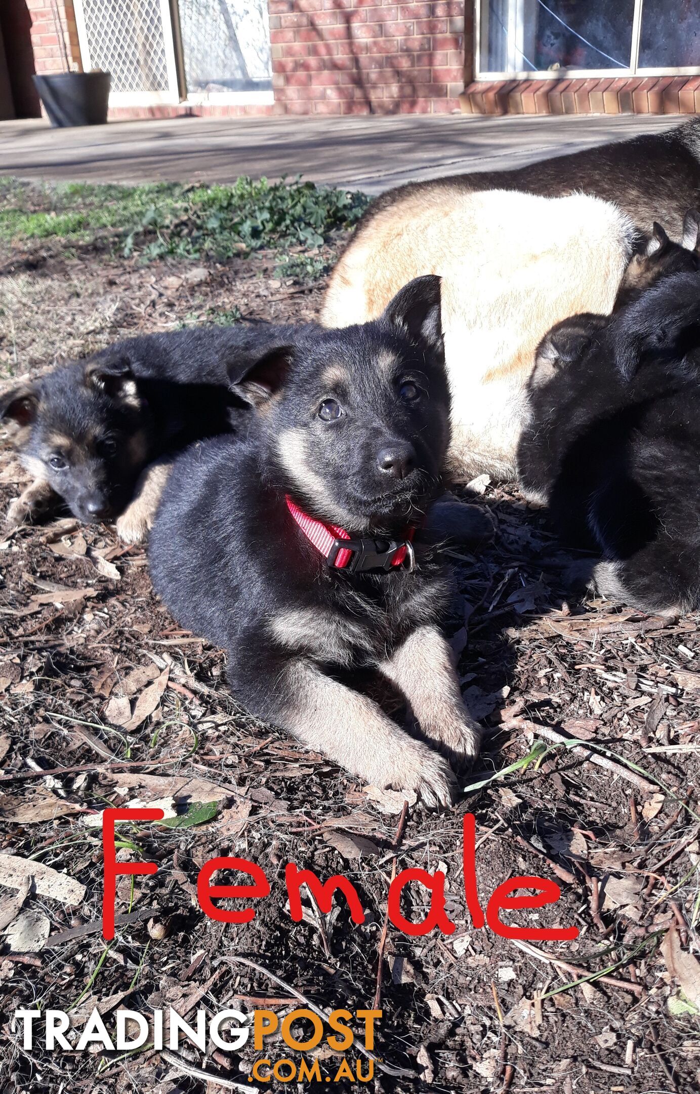 Purebred German Shepherd pups